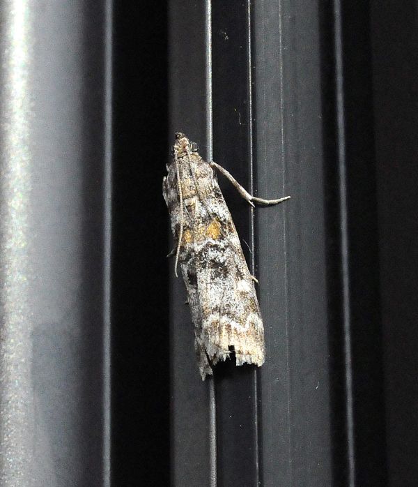 Nomophila noctuella e Dioryctria sylvestrella