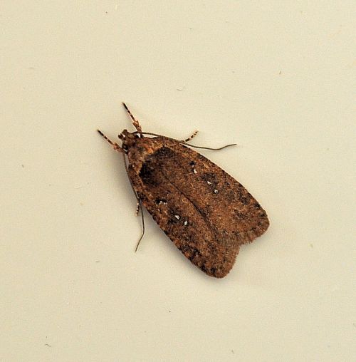 farfallina dalla legna: Agonopterix heracliana (Elachistidae)