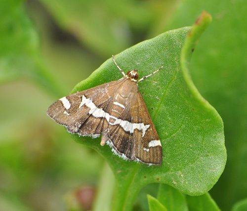 Crambidae - Herpetogramma licarsisalis e Spodalea recurvalis