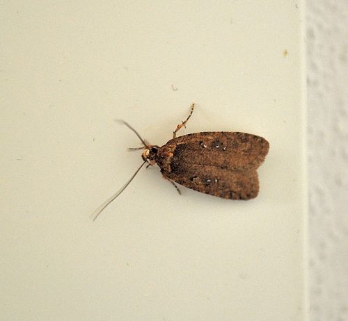 farfallina dalla legna: Agonopterix heracliana (Elachistidae)
