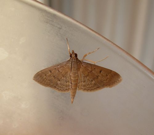 Crambidae - Herpetogramma licarsisalis e Spodalea recurvalis
