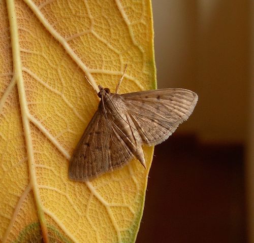 Crambidae - Herpetogramma licarsisalis e Spodalea recurvalis
