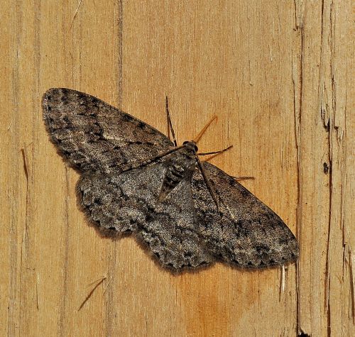 fregata!  (Ectropis crepuscularia - Geometridae)