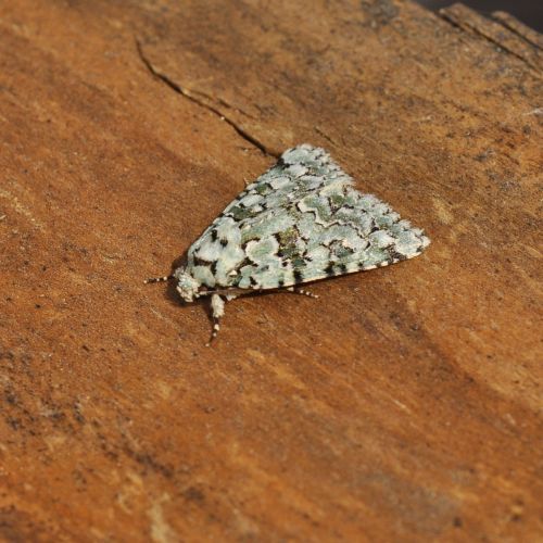 Cryphia muralis - farfalla che ride