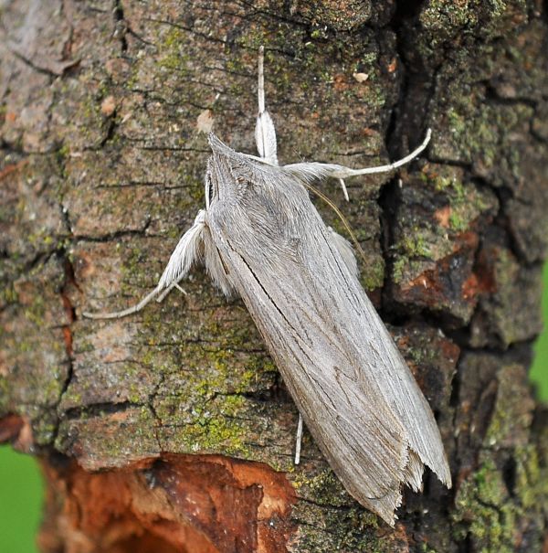 Cucullia campanulae?  No, Cucullia umbratica