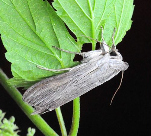Cucullia tanaceti ??