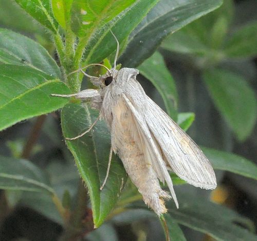 Cucullia tanaceti ??