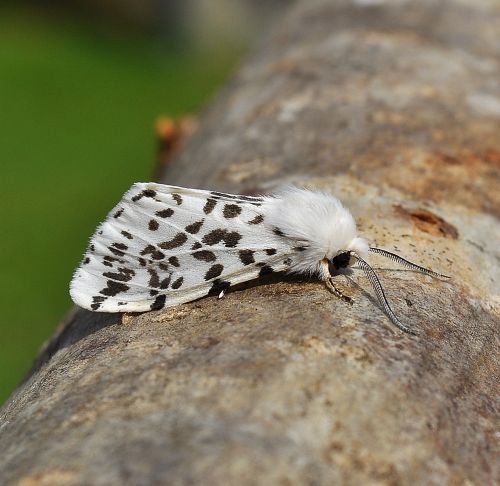 Hypantria cunea - una new entry per Pogno