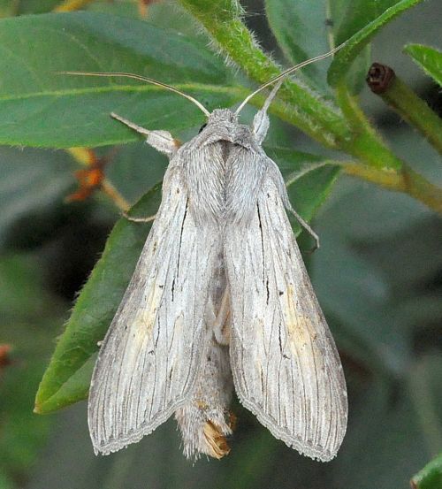 Cucullia tanaceti ??