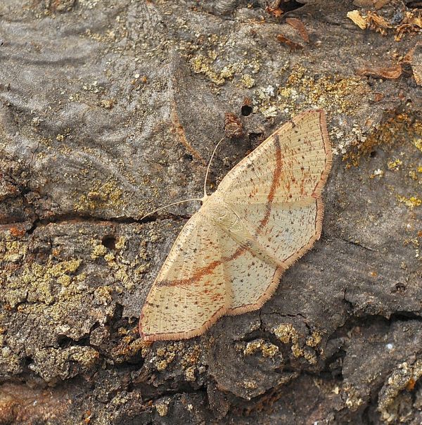 Cyclophora (Codonia) punctaria