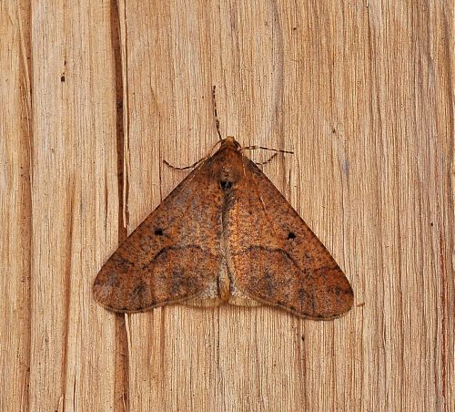 ancora una - Erannis defoliaria