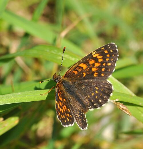 Melitaea diamina ?