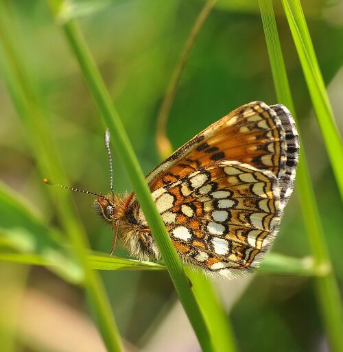 Melitaea diamina ?