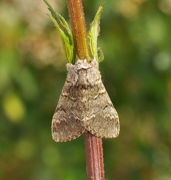 Drymonia ruficornis
