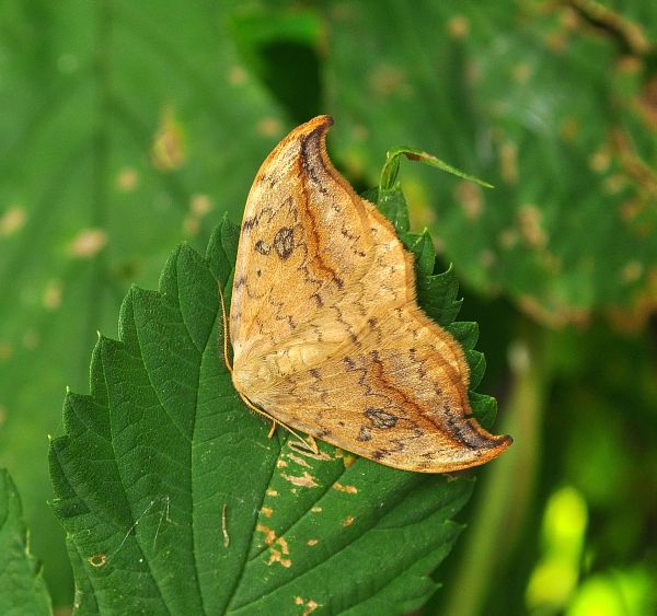 Due drepanidi - Drepana falcataria e Watsonalla binaria