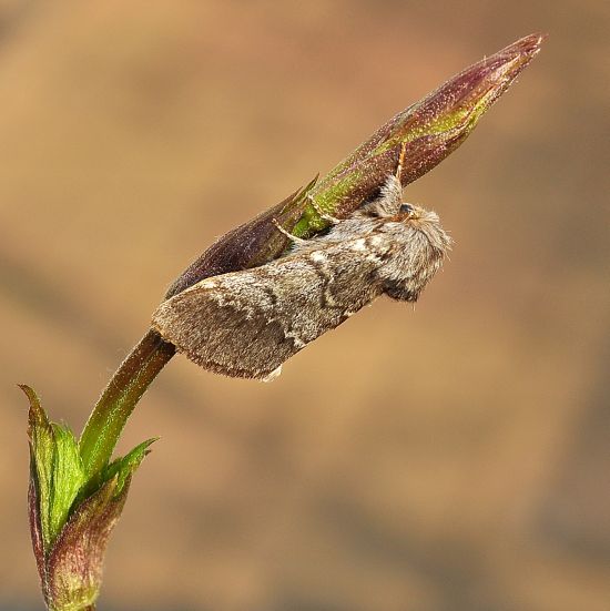 Drymonia ruficornis