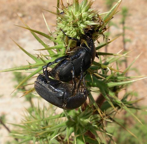 Protaetia sp. (P. vidua o P. afflicta)