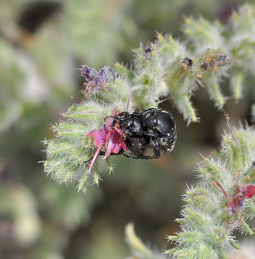 Oxythyrea dulcis  - isola di Rodi