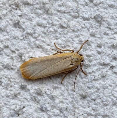 Eilema griseola ?