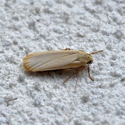 Eilema griseola ?