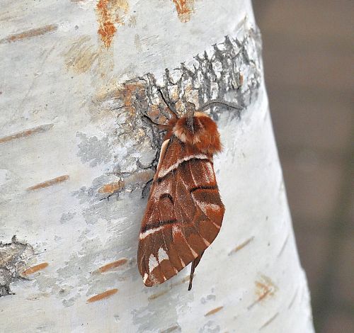 Endromis versicolora