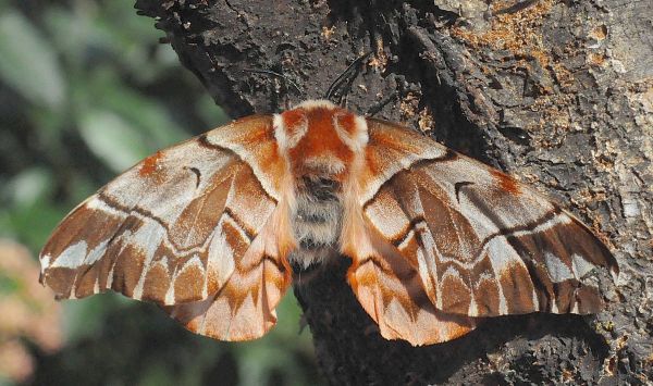 Endromis versicolora