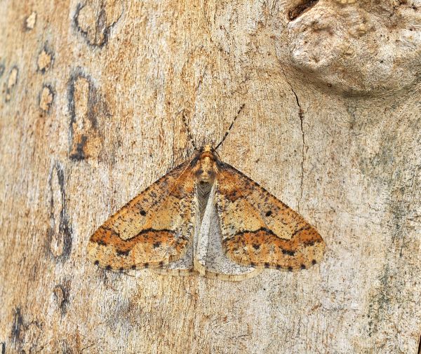 Bingo con Erannis defoliaria