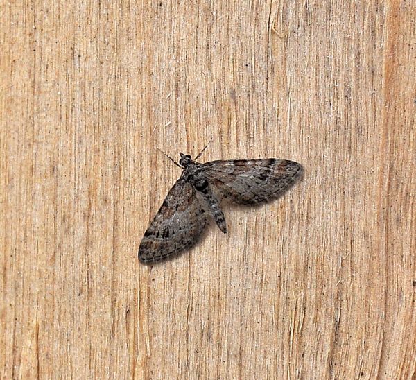 Eupithecia? No, Gymnoscelis rufifasciata, Geometridae