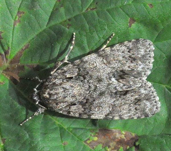 Aronicta rumicis o euphorbiae?