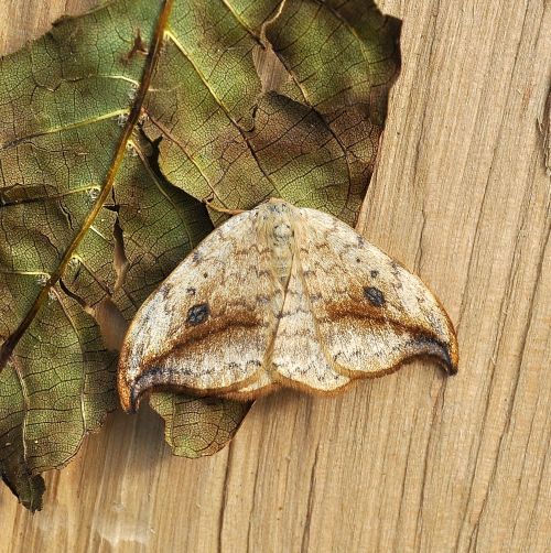 Due Drepanidae in una notte: Tethea ocularis e Drepana falca