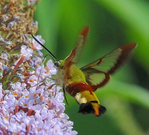 La bellezza � nei colori ma la grazia � nel volo