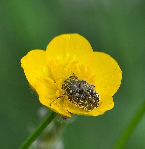 Oxythyrea dulcis  - isola di Rodi