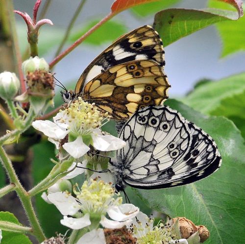 Melanargia arge e galathea