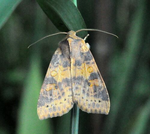 Xanthia ocellaris o gilvago?