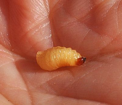  una futura farfalla? - No, larva Curculionidae