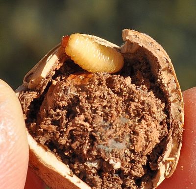  una futura farfalla? - No, larva Curculionidae