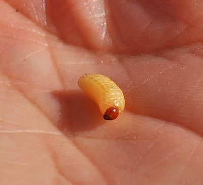  una futura farfalla? - No, larva Curculionidae