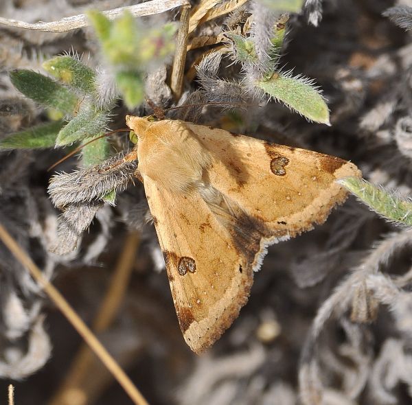 Heliothis peltigera