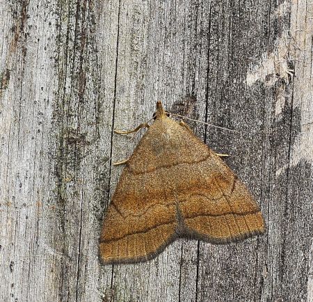 zanclognatha, herminia ???