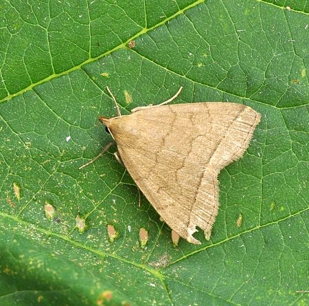 zanclognatha, herminia ???