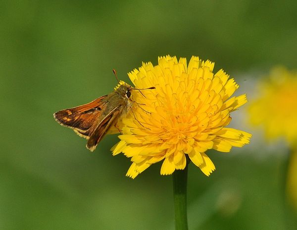 Hesperia comma, Hesperiidae