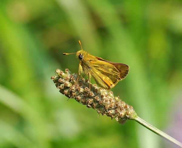 Hesperia comma, Hesperiidae