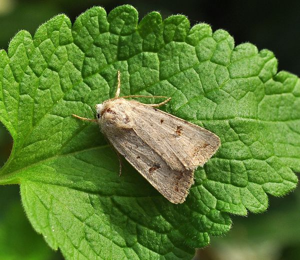 Hoplodrina blanda? No, Caradrina sp. (Noctuidae)