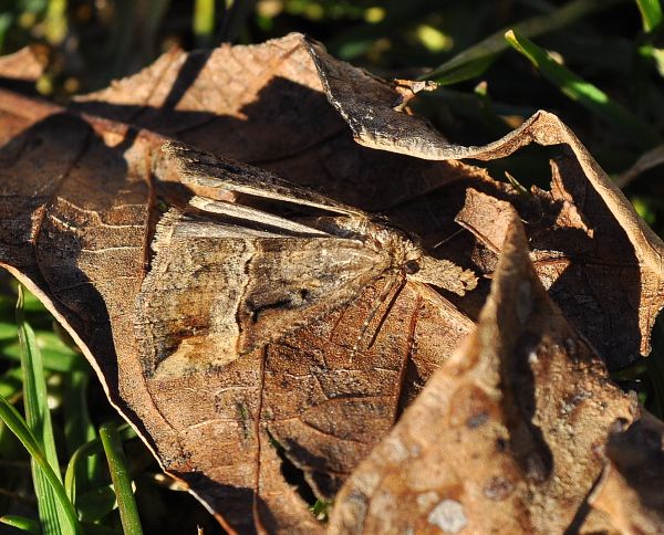 Hypena rostralis