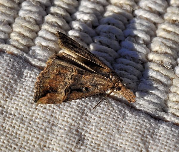 Hypena rostralis