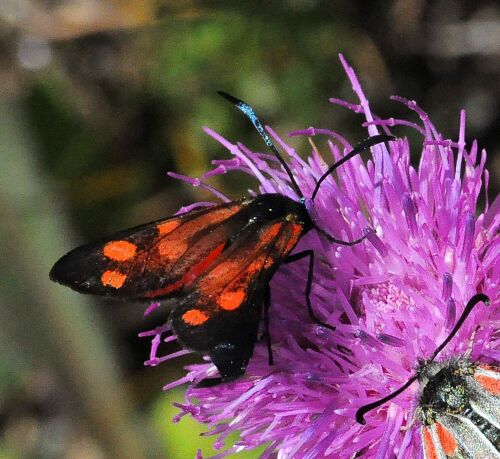 zygaena di montagna