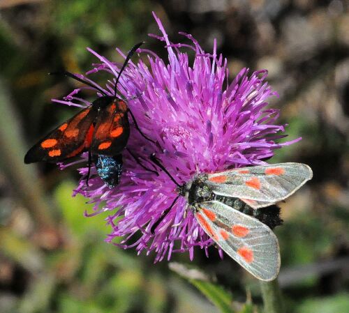 zygaena di montagna