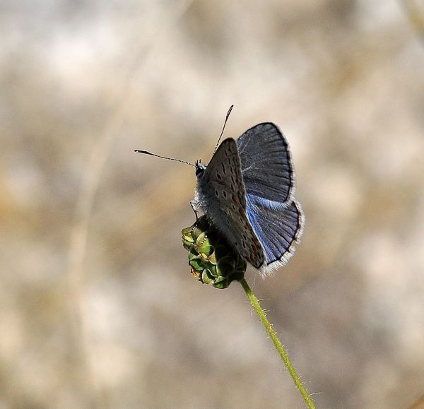 aiuto id - icarus? S�