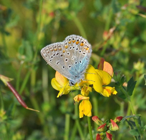 Polyommatus icarus? S