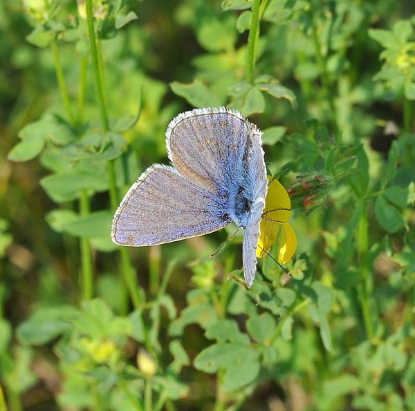 Polyommatus icarus? S